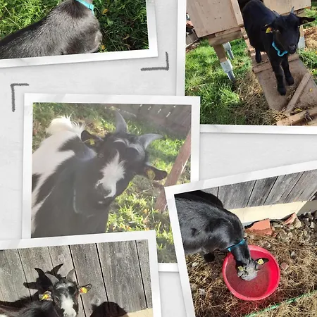 Reisinger Promschhof Hébergement de vacances *