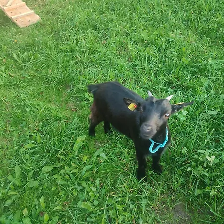 Reisinger Promschhof Semriach