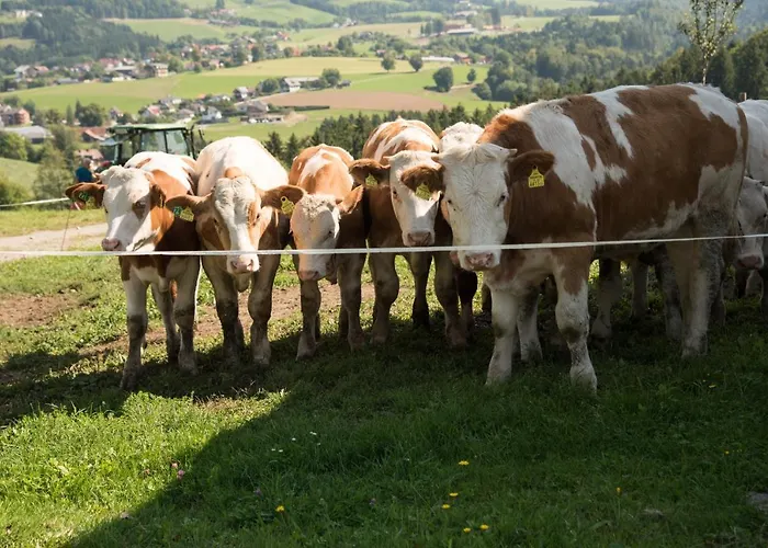 بيت للعطل Reisinger Promschhof *