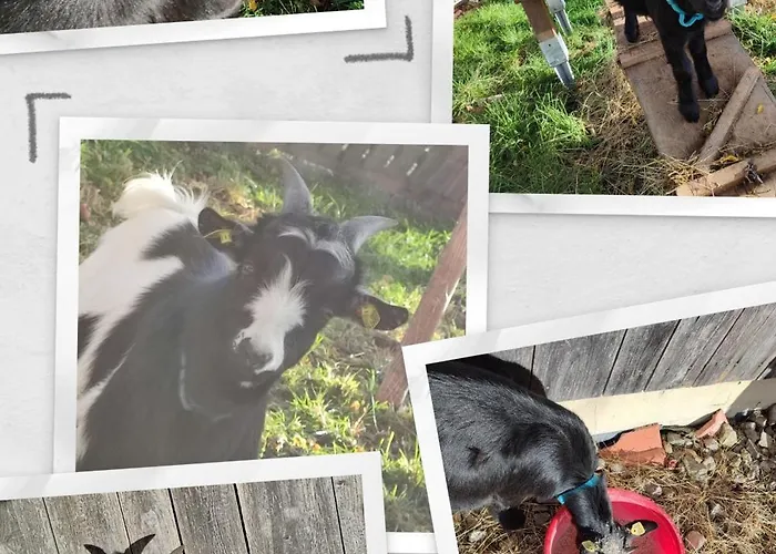 Reisinger Promschhof بيت للعطل *