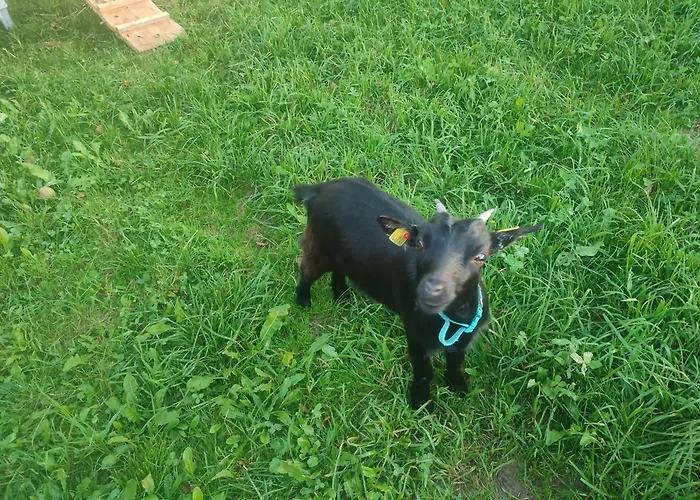 Reisinger Promschhof Semriach